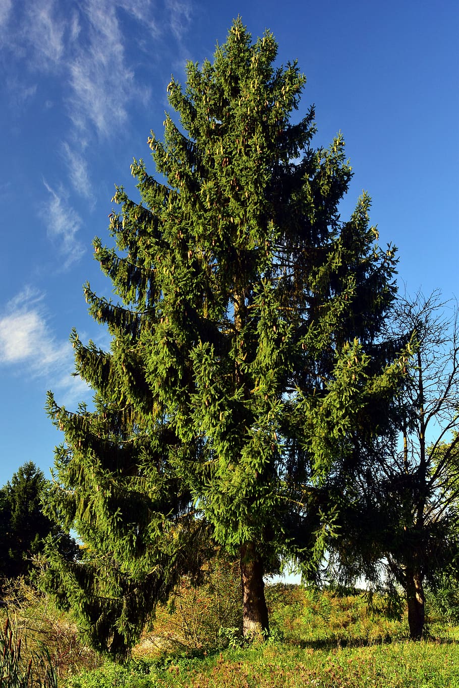 Softwood tree - Spruce
